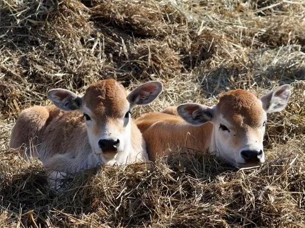 два теленка в сене
