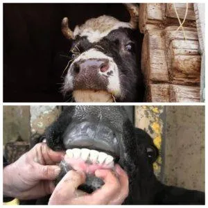 По каким причинам коровы скрипят зубами и что делать