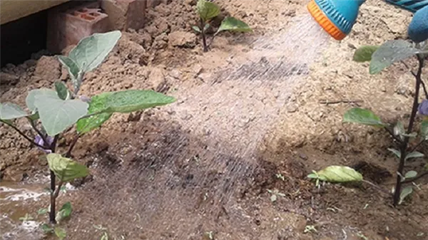 Как часто поливать баклажаны: инструкция для начинающих огородников