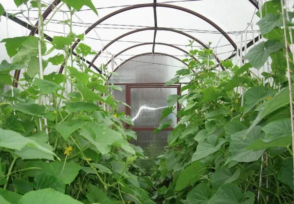 Опытные огородники отмечают, что влажность воздуха в теплице должна быть примерно 70%