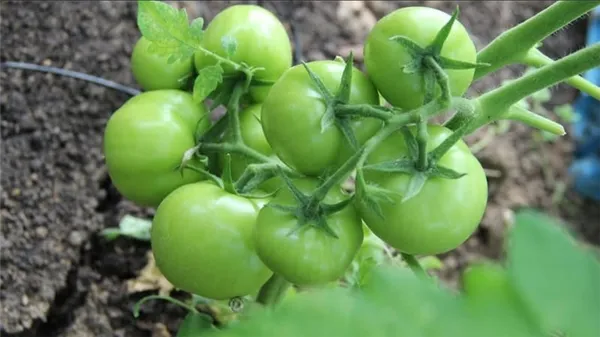 Решаем проблемы с урожаем томатов: что делать, если не краснеют помидоры в теплице