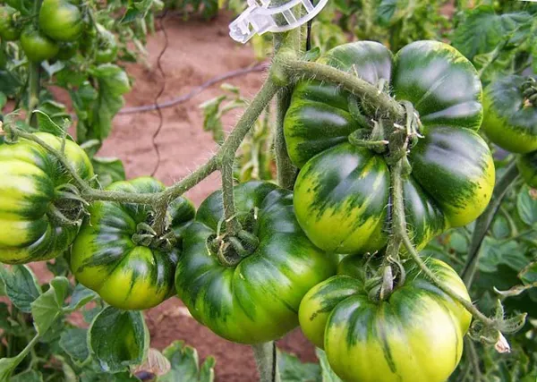 Причины, почему помидоры не краснеют в теплице