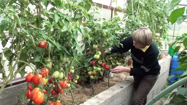 Решаем проблемы с урожаем томатов: что делать, если не краснеют помидоры в теплице