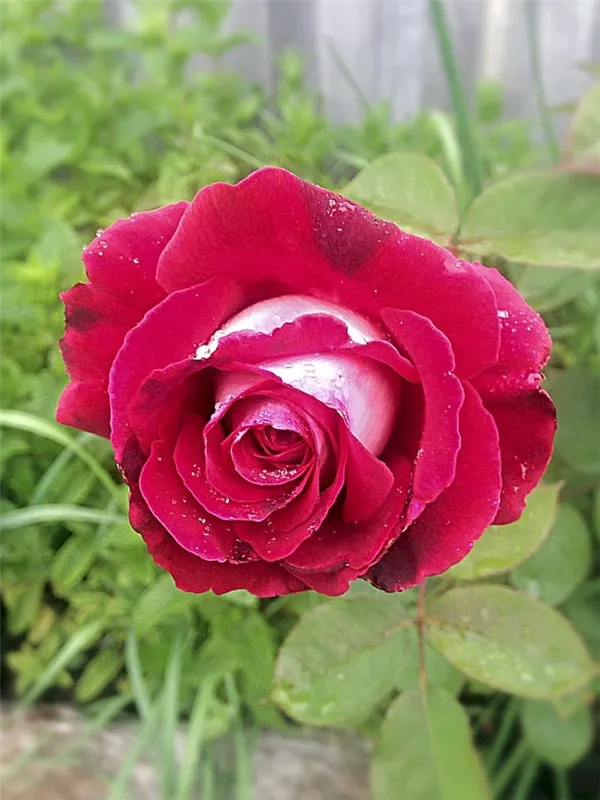 Цветение двухцветной розы Осирия