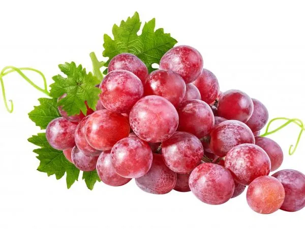 Виноград по признакам подходит к ягодам