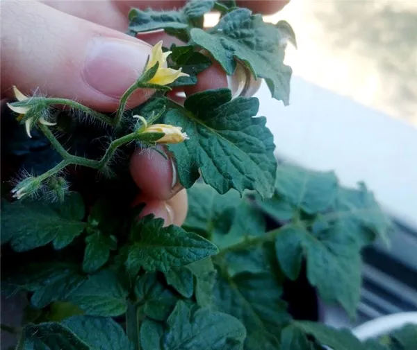 Чтобы цветки томатов опылились, можно слегка встряхнуть кусты.