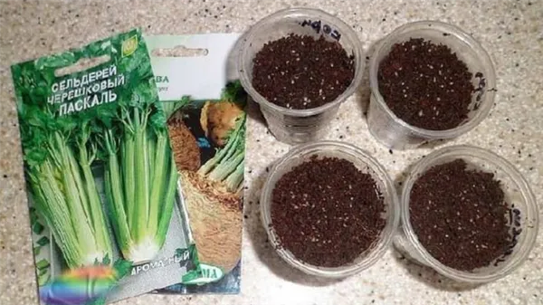 Пошаговая инструкция: как вырастить сельдерей из семян в домашних условиях на рассаду