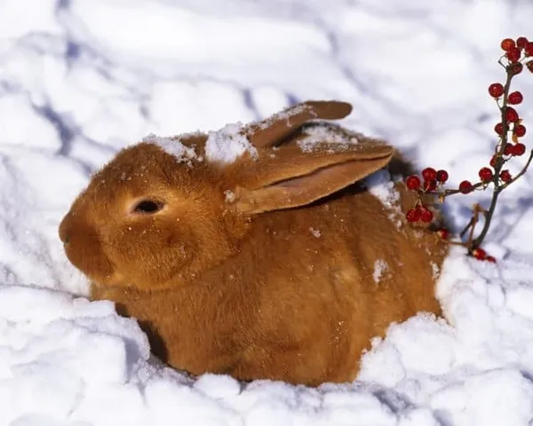 Кролик в снегу