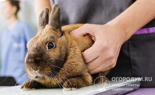При вздутиях вместе с использованием специальных препаратов кролику делают массаж живота