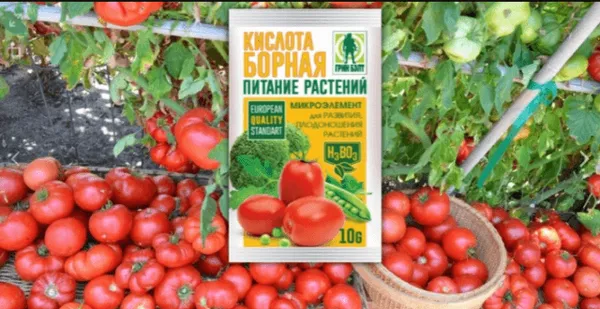 обработка томатов борной кислотой