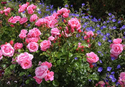 Что можно посадить рядом с розами на клумбе: хорошие соседи
