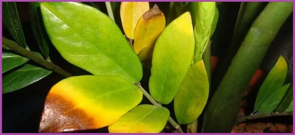 желтые листья замиокулькаса