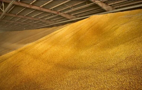 Хранение зерна кукурузы в складах