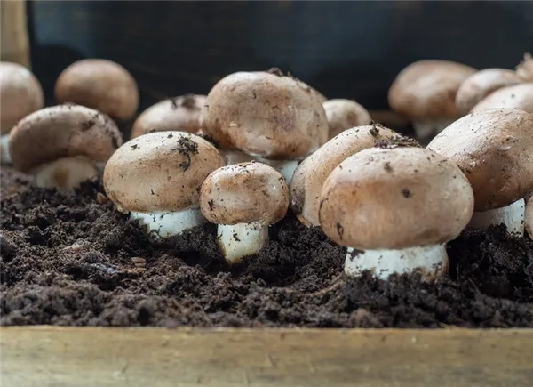 Выращивание грибов в домашних условиях и на даче: простые способы для новичков