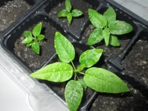 Секреты размножения фикуса отростком и другими способами. Как посадить и вырастить новое растение?