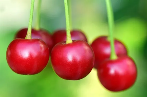 Как посадить вишню и правила подкормки для килограммов сладких ягод - фото