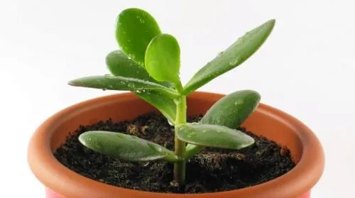 Как посадить толстянку без корней. Как размножить денежное дерево?