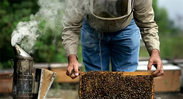 Вывод пчелиных маток: условия