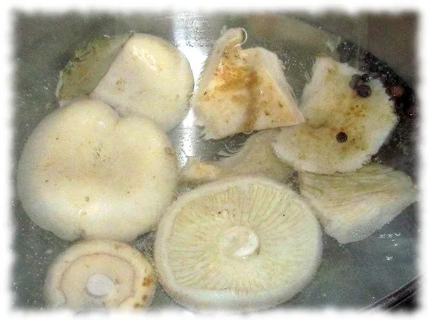 Маринованные белые грузди – 9 рецептов старых грибников