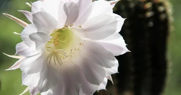 эхинопсис цветение