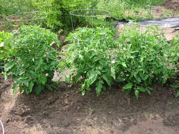 Штамбовые томаты. Фото с сайта wikimedia.org