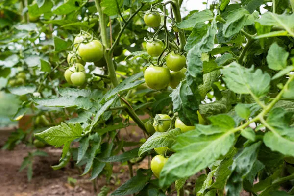 Правильное пасынкование томатов увеличивает урожай