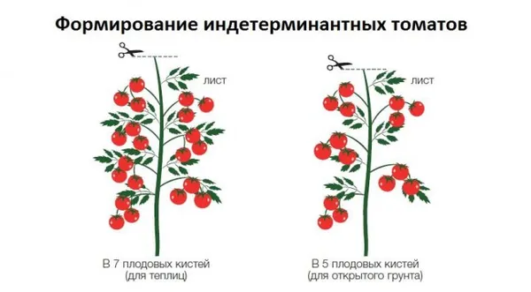 Формирование индентерминантных томатов - схема