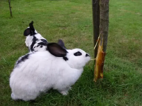 Кролик ест кору