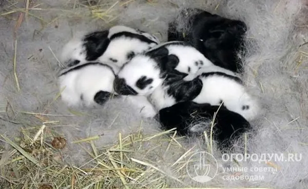 Самки утепляют гнездо собственным пухом и приносят по 7-8 крольчат в помете
