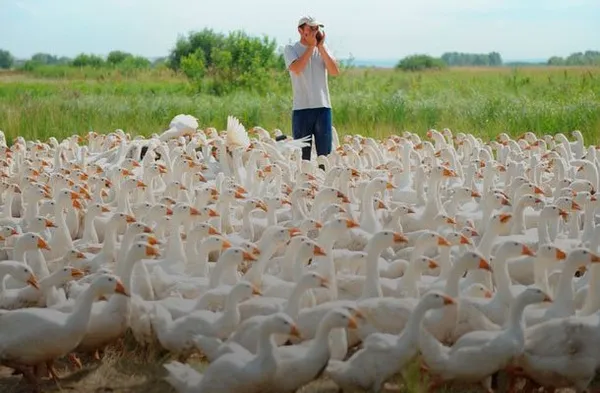Мини гусиная ферма - как заработать миллион на разведении гусей