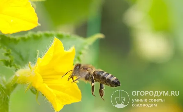 По сравнению с партенокарпическими (самоопыляемыми) огурцами пчелоопыляемые в большей степени зависят от погодных условий, влияющих на активность насекомых