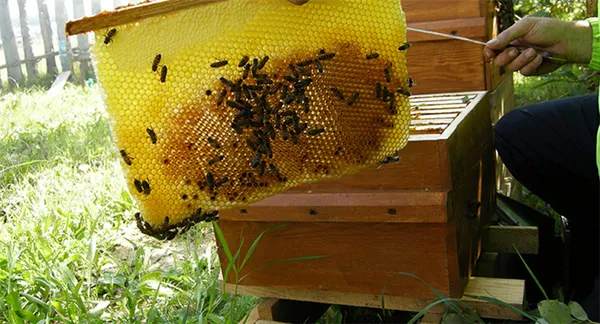 Характеристики пчелиных маток различных пород