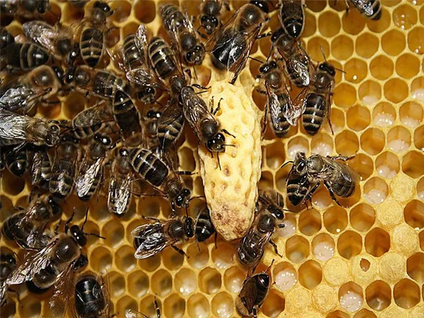 объединение пчелиного роя