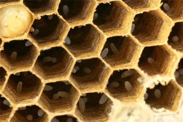 репродуктивная функция пчеломатки