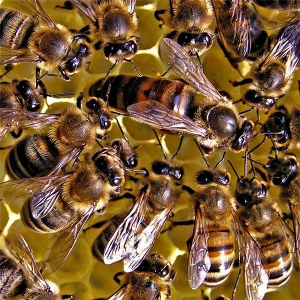 глава пчелиного семейства