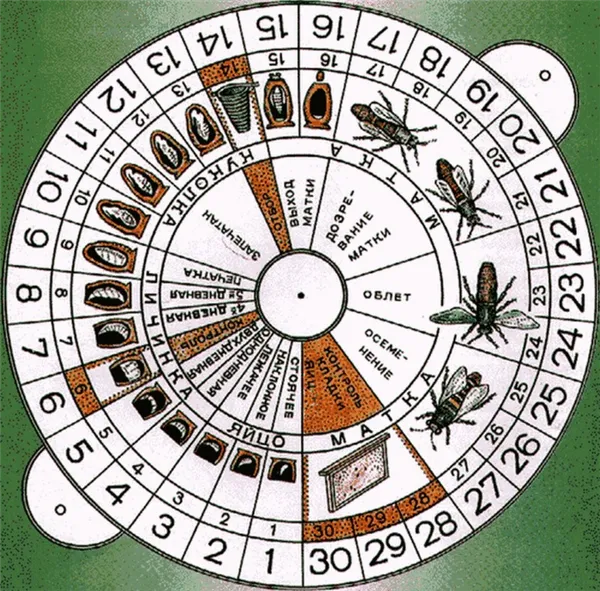 календарь выведения маток пчелы