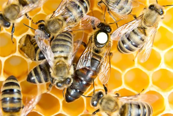 отличаем пчеломатку от простых пчел