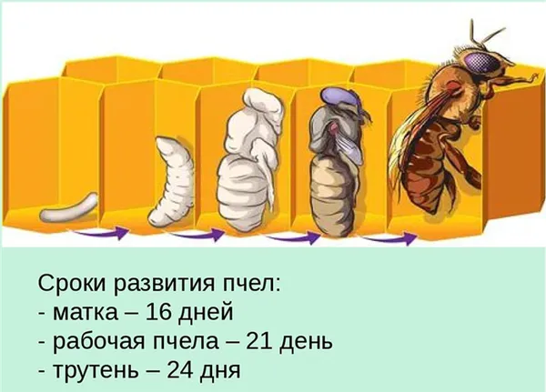 сроки развития пчел