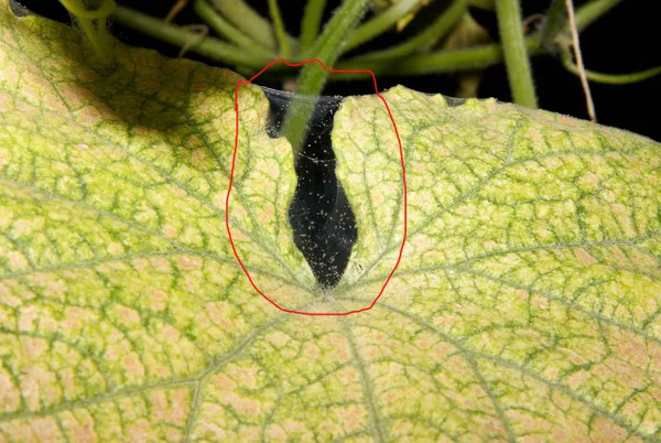Паутинный клещ на внутренней стороне огуречного листа