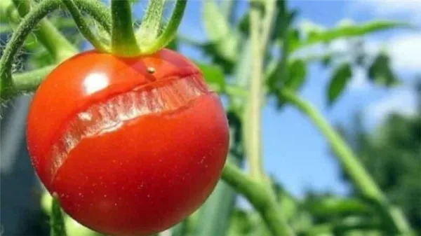 Почему трескаются помидоры при созревании в теплице: выявляем причину и эффективно боремся с ней