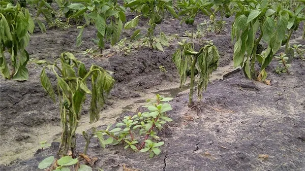 Почему вянут листья у перцев в теплице и что делать, чтобы спасти свой урожай