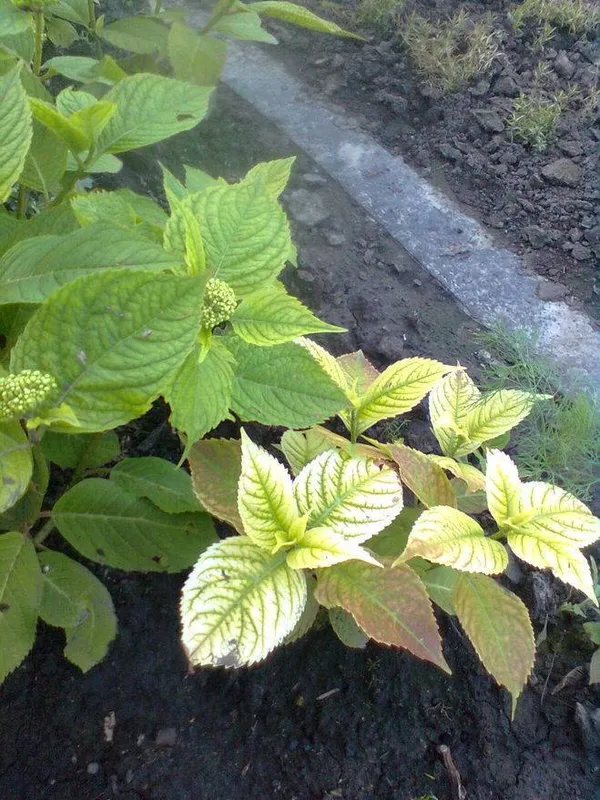 Лечение хлороза листьев у гортензий в саду: можно ли поливать железным купоросом