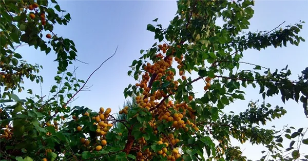 уникальный состав плодов жерделы