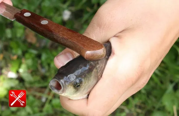 Оглушение рыбы рукояткой ножа