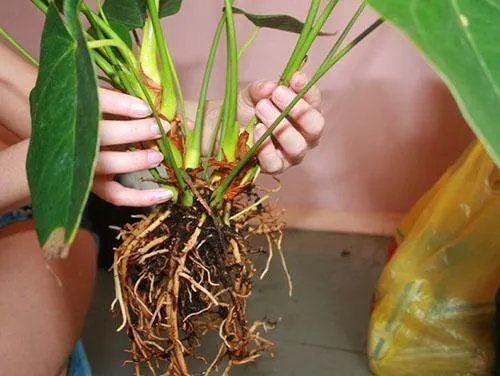 Разделив растение по розеткам с корнями, можно омолодить и восстановить антуриум