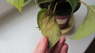 Ржавчина на листях антуриума