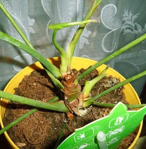 Погибающее растение можно спасти частью стебля с воздушными корнями