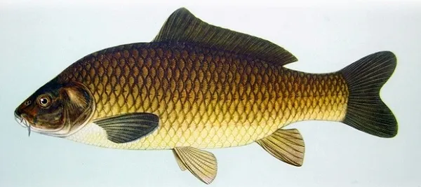 ryba sazan 3