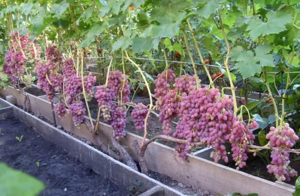 Подкормки винограда совмещают с химической обработкой