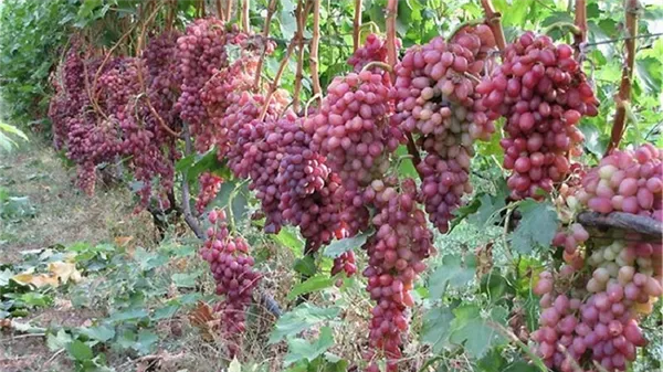 Сорт винограда Кишмиш Лучистый